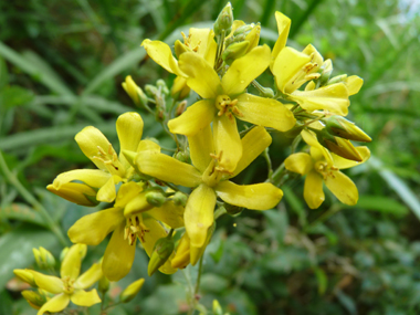 Fleurs jaune vif regroupées en panicule présentant quelques feuilles à la base. Agrandir dans une nouvelle fenêtre (ou onglet)